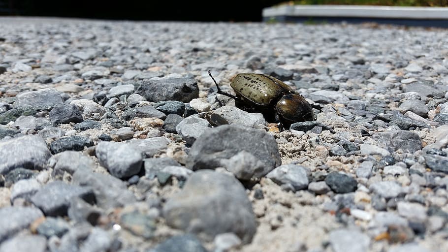 beetle, rocks, death, wings, horn, stag, shell, nature, insect HD wallpaper