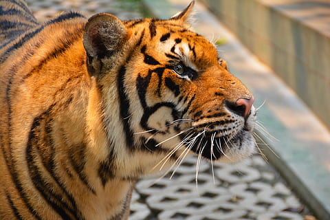 selective focus photography of tiger, cat, dangerous, hunter HD wallpaper