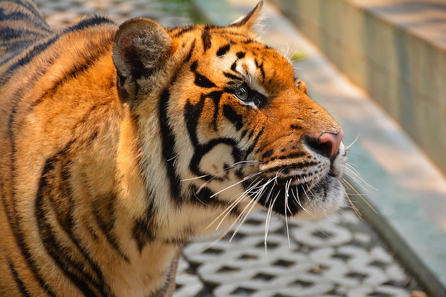 selective focus photography of tiger, cat, dangerous, hunter HD wallpaper