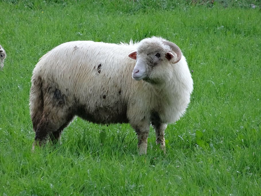 nature, meadow, grass, sheep, pasture land, rumination, animals HD wallpaper