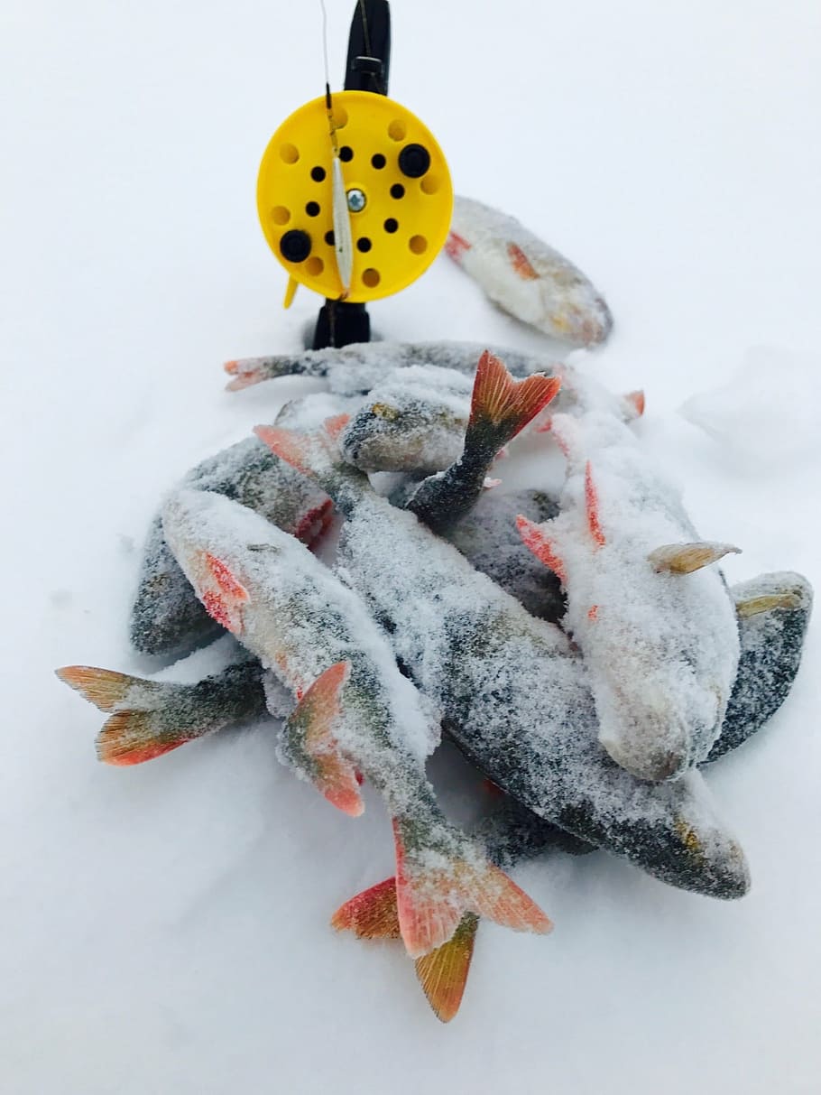 winter, fish, perch, snow, cold temperature, no people, close-up HD wallpaper