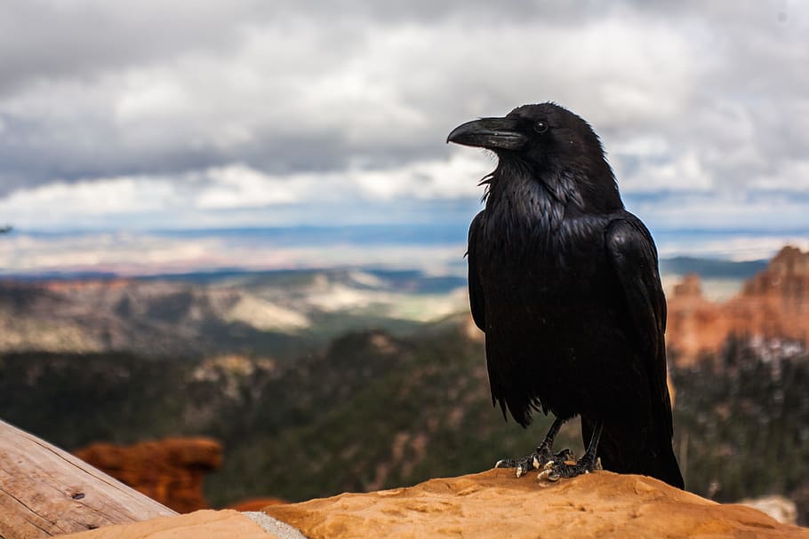 black crow on brown rock under cloudy sky at daytime, black raven on rock formation HD wallpaper