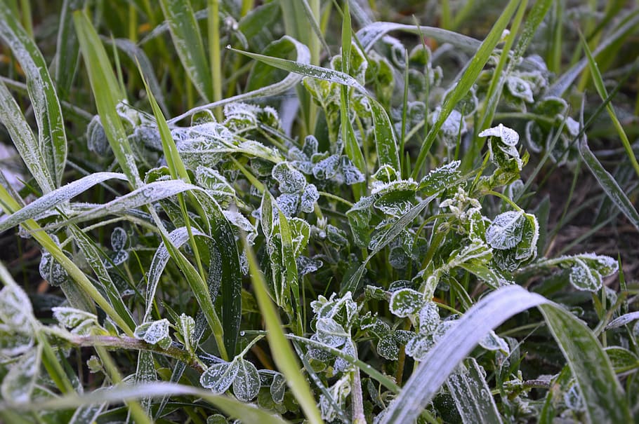 grass, ice, meadow, close, ripe, growth, plant, green color HD wallpaper