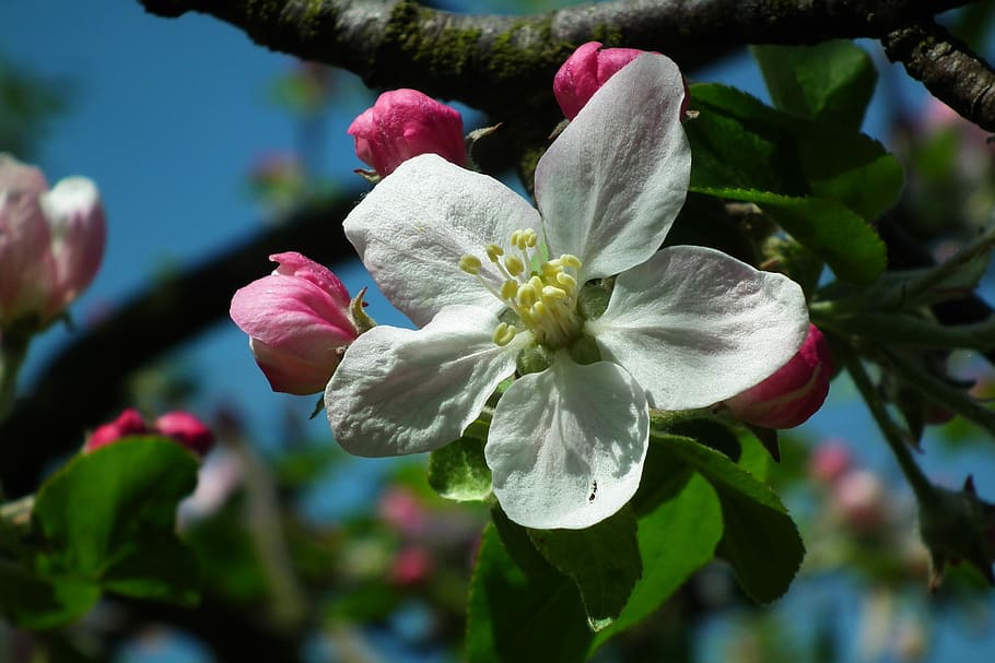 flower, apple, nature, tree, branch, plant, flowering plant HD wallpaper