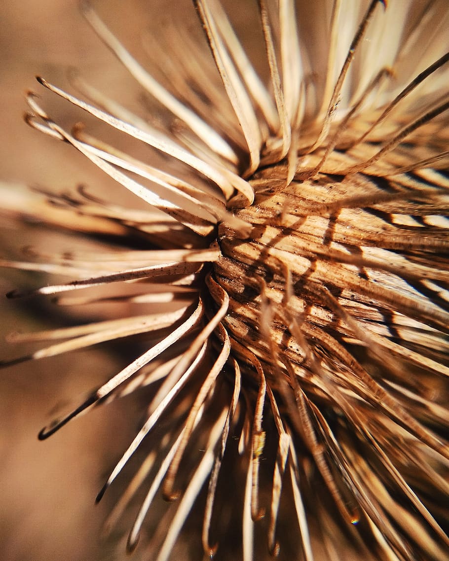 sharp, no one, plant, nature, dry, selective focus, close-up HD wallpaper