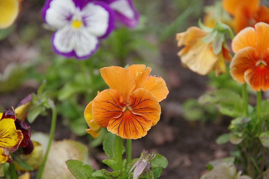 dacha, flowers, summer, flowering plant, beauty in nature, flower head HD wallpaper