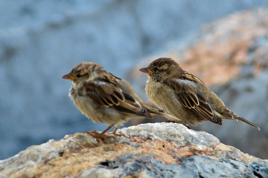 nature, birds, feeling, animal, animal themes, rock, vertebrate HD wallpaper