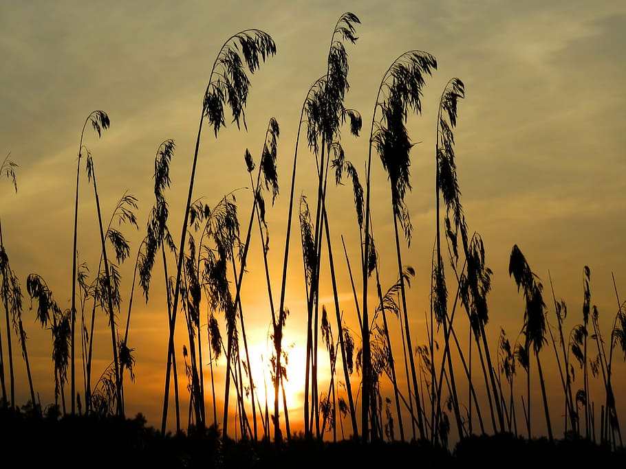 grass, cane, sunset, lake, nature, silhouette, summer, plant HD wallpaper