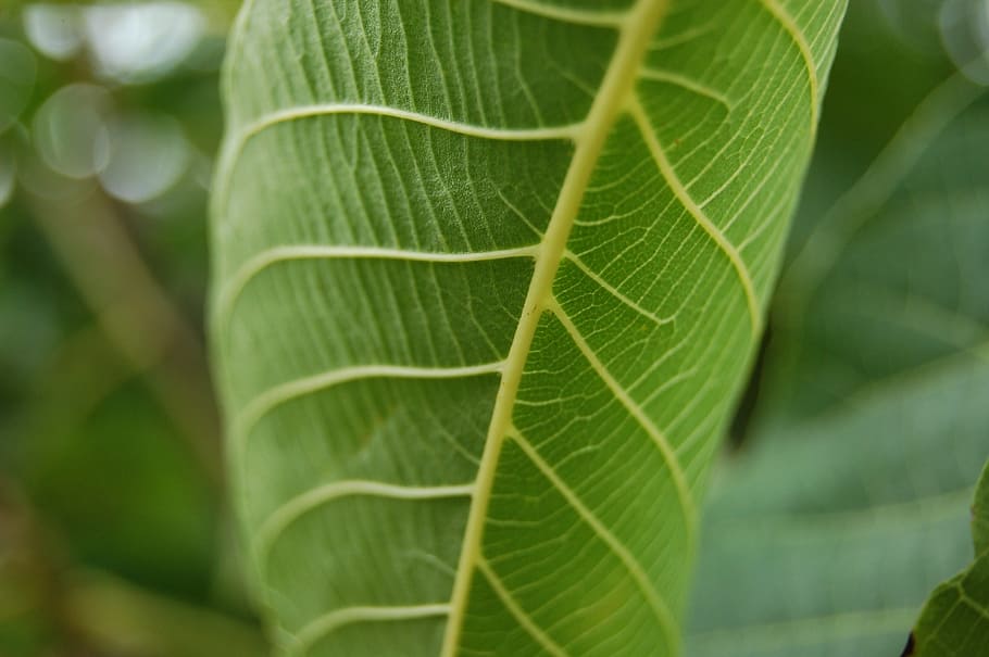 leaf, green, nature, green leaf, plants, dew, flora, foliage HD wallpaper