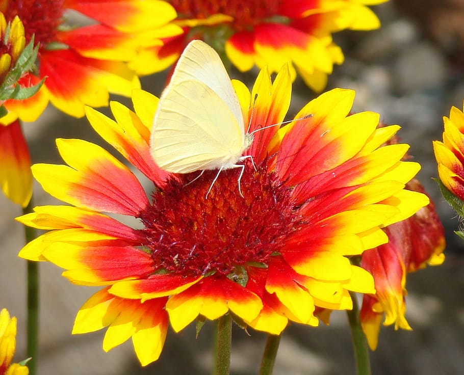 butterfly, insect, insects, wing, floral, plants, natural, blossom HD wallpaper
