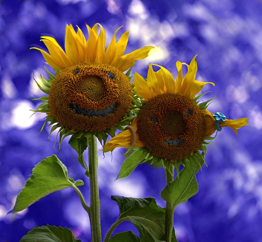 sunflower, two, pair, funny, love, flowering plant, flower head HD wallpaper