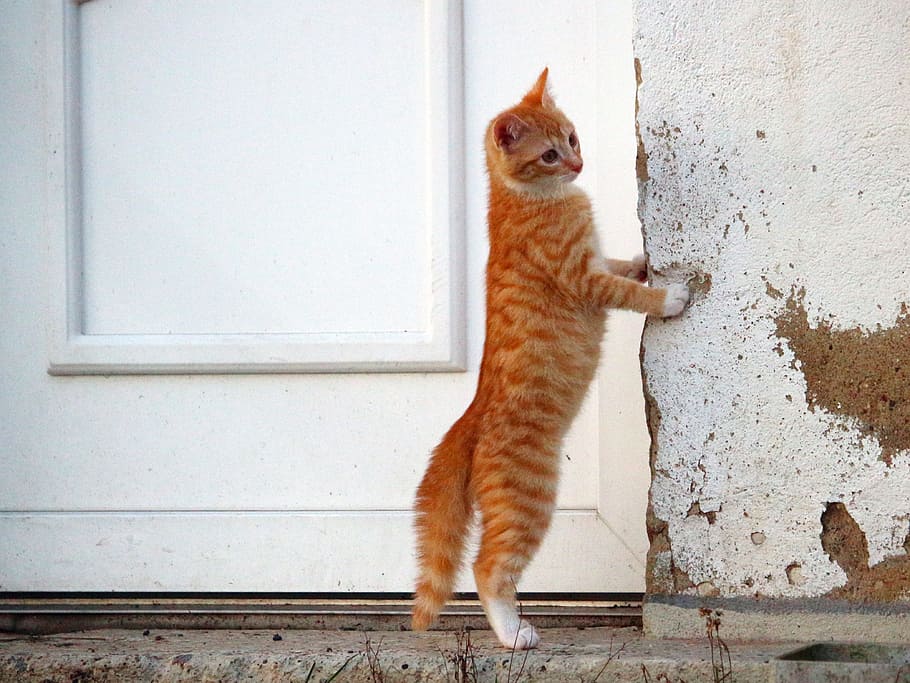 orange tabby cat standing beside white wooden door, kitten HD wallpaper