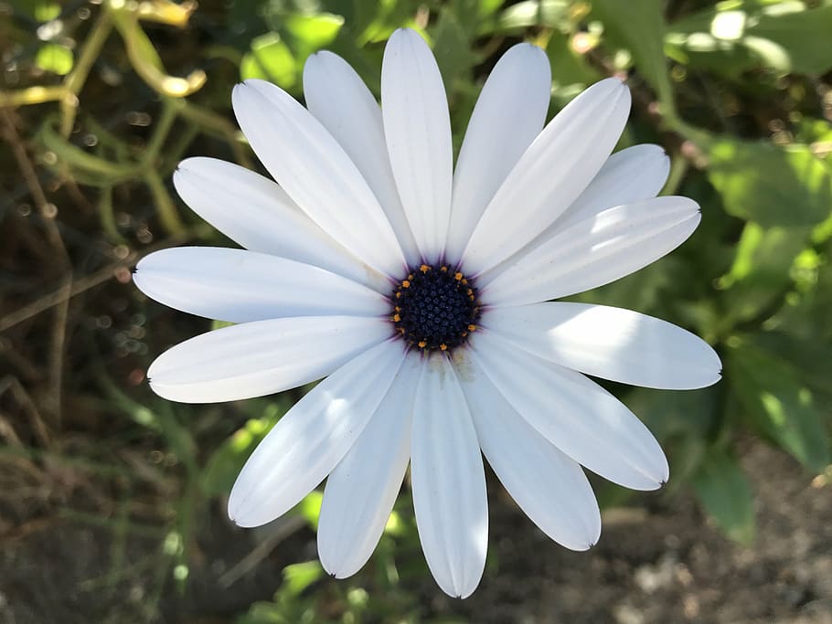 spring, daisy, flower, nature, plant, flowers, garden, margaret wild HD wallpaper