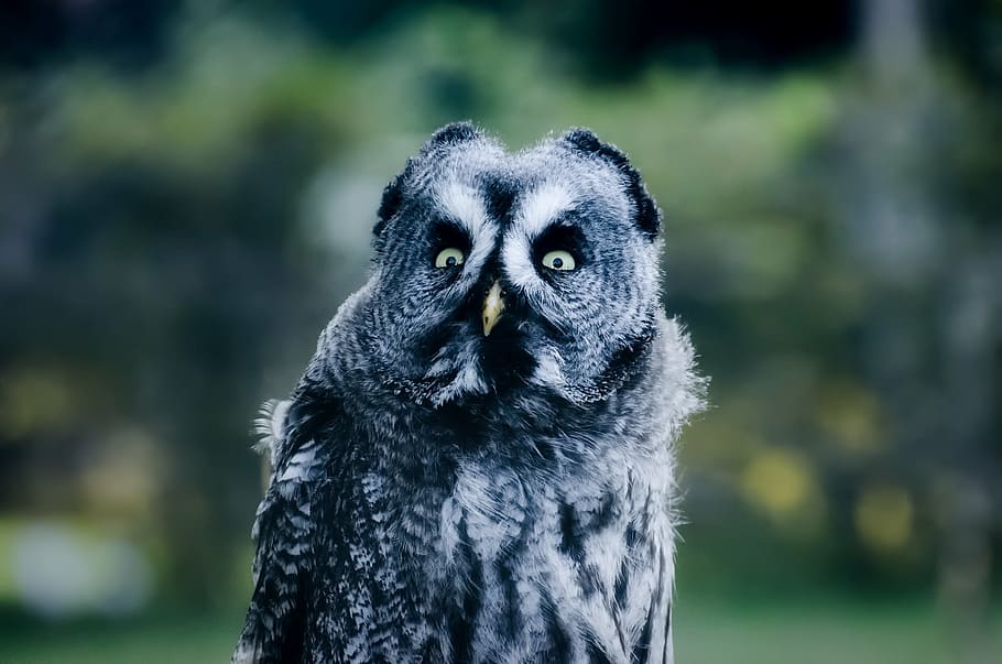 selective focus photography of gray owl, bird, wildlife, closeup HD wallpaper