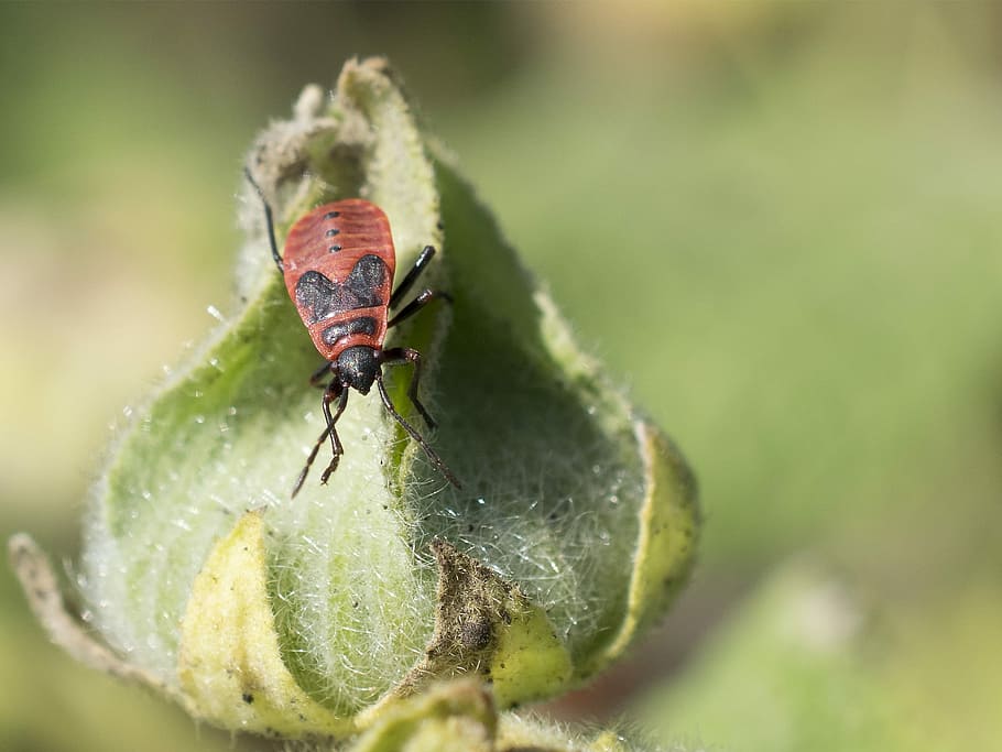 fire bug, nature, close, color, background, animal themes, animal wildlife HD wallpaper