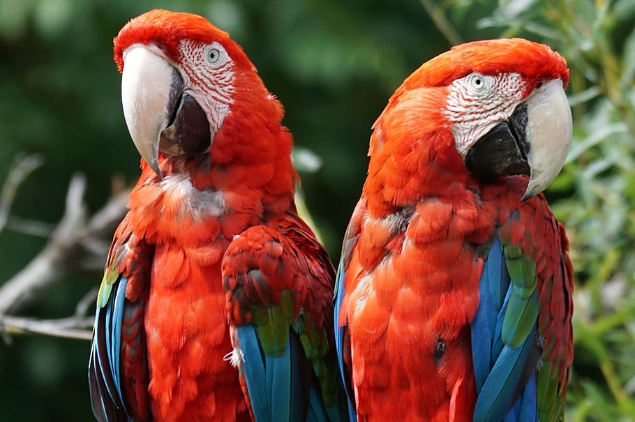two red parrots, ara, colorful, bird, macaw, vertebrate, animal themes HD wallpaper