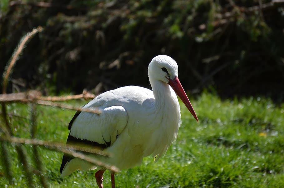 stork, bird, plumage, fly, animal, wildlife, nature, beak, white Stork HD wallpaper