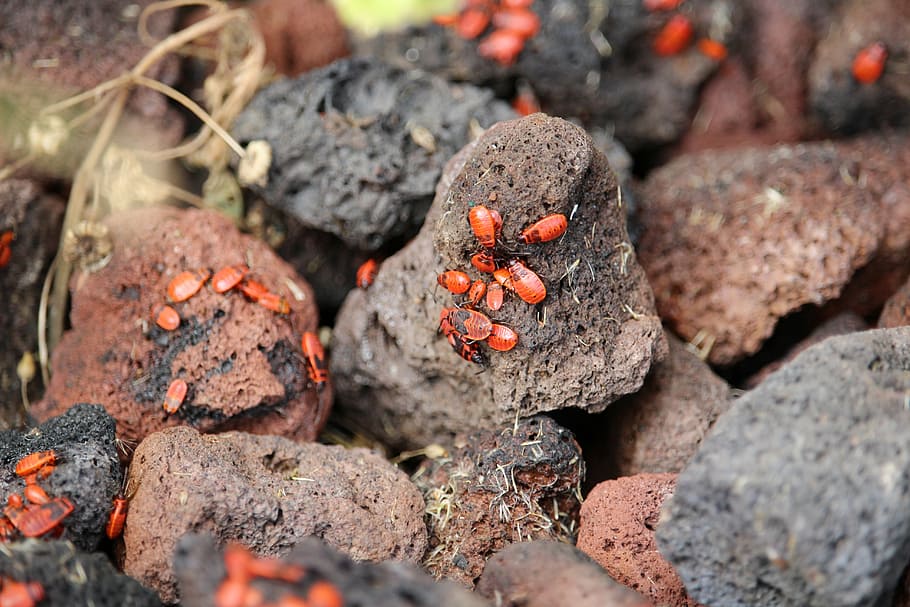 fire bug, insect, stone, nature, beetle, solid, rock, no people HD wallpaper
