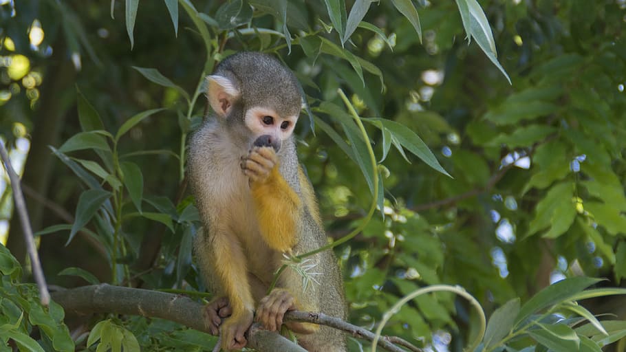 animals, monkey, zoo, animal themes, animal wildlife, animals in the wild HD wallpaper