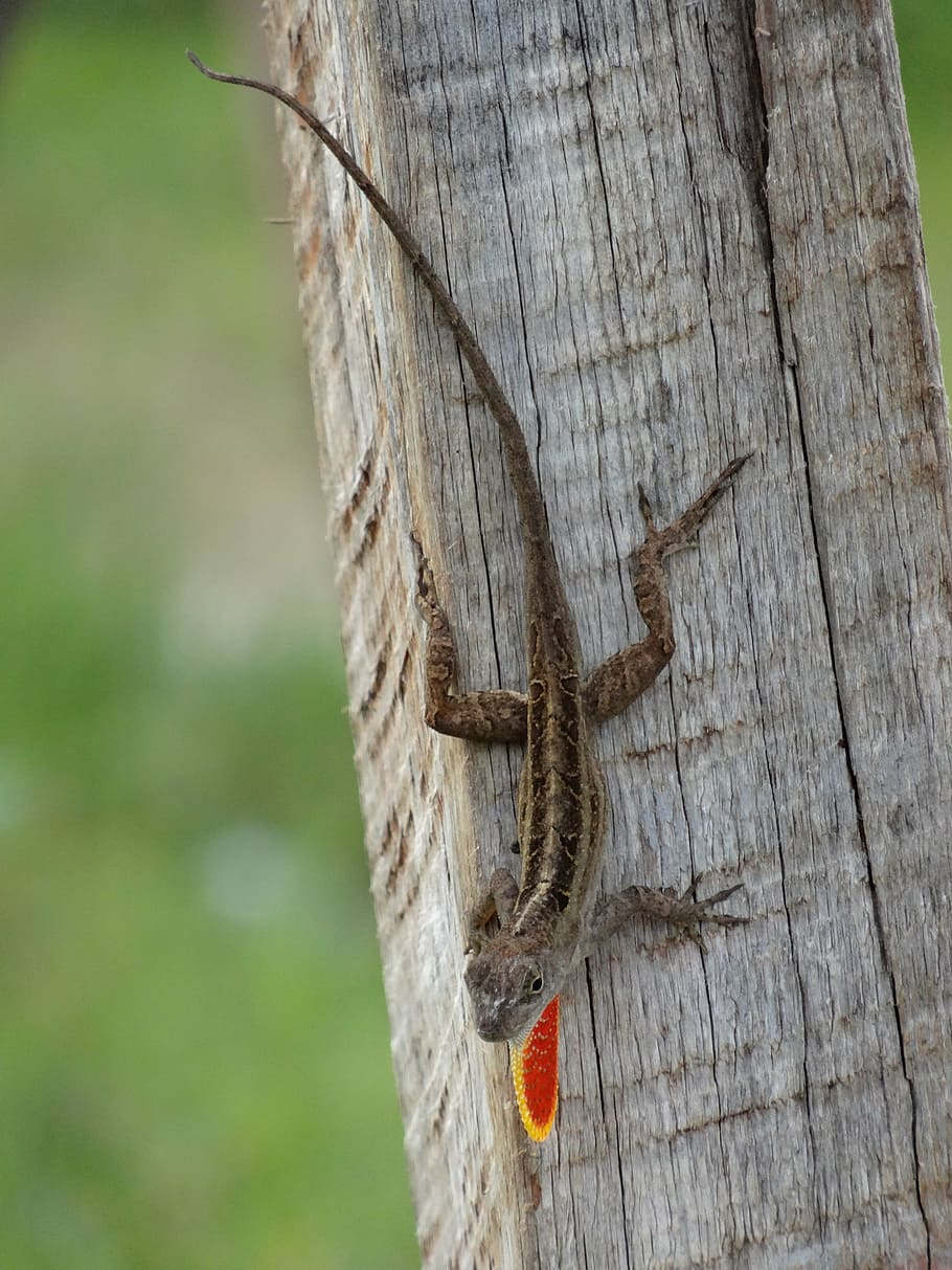 lizard, post, reptile, animal themes, close-up, one animal HD wallpaper