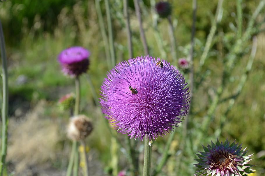 thistle, insect, flower, flowering plant, freshness, purple HD wallpaper