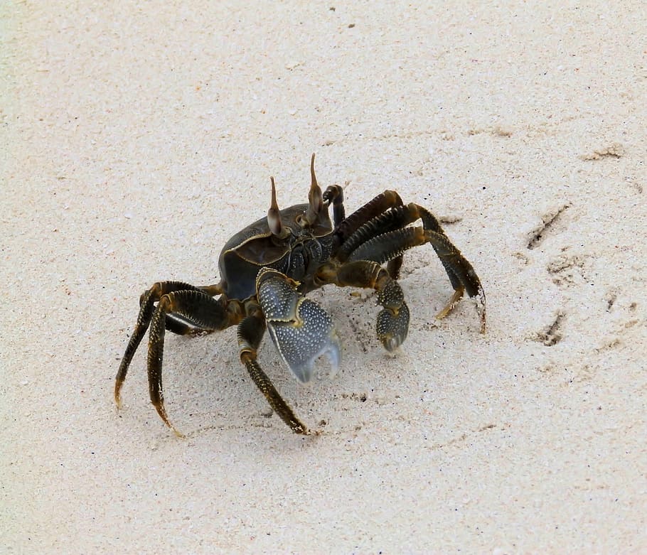 black crab on sea sand, beach, shellfish, animal themes, animal wildlife HD wallpaper