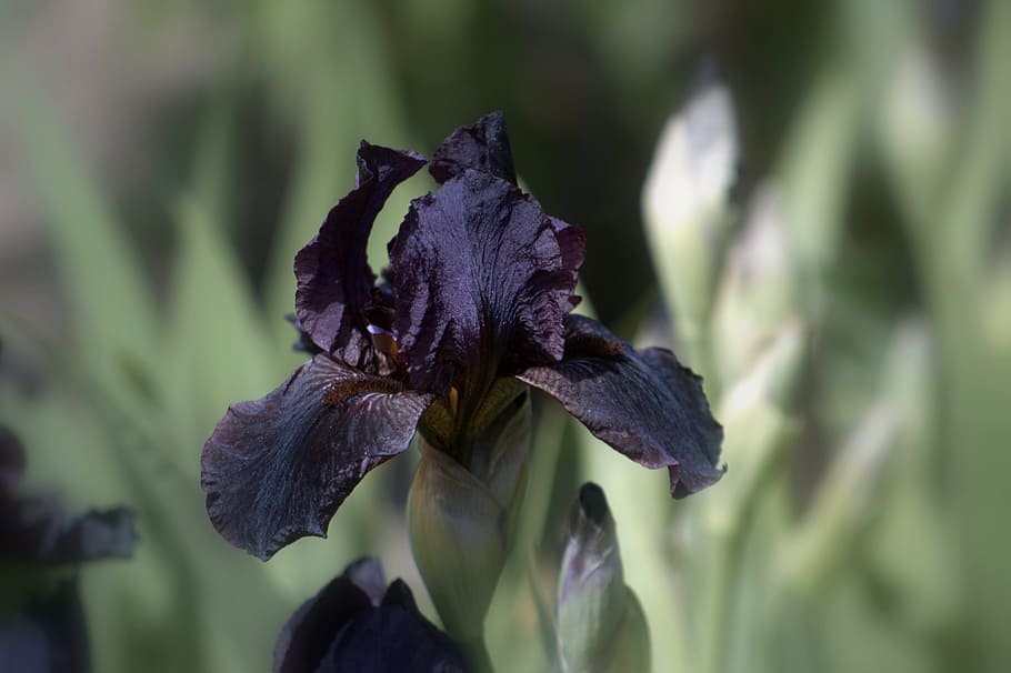 flower, bloom, iris, plant, vulnerability, flowering plant HD wallpaper