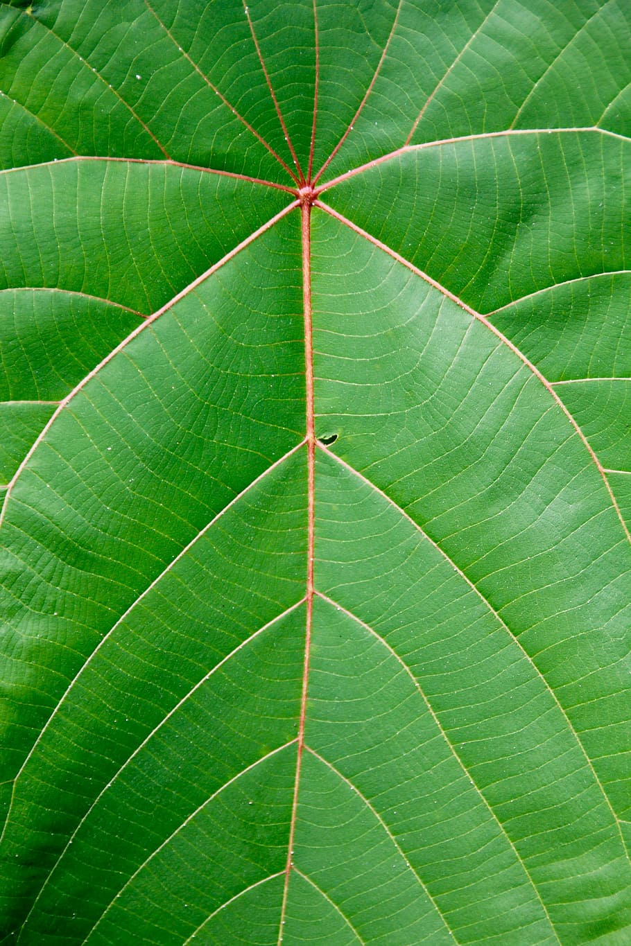 green leaf, palm, frond, exotic, palm tree, palm fronds, tropical HD wallpaper