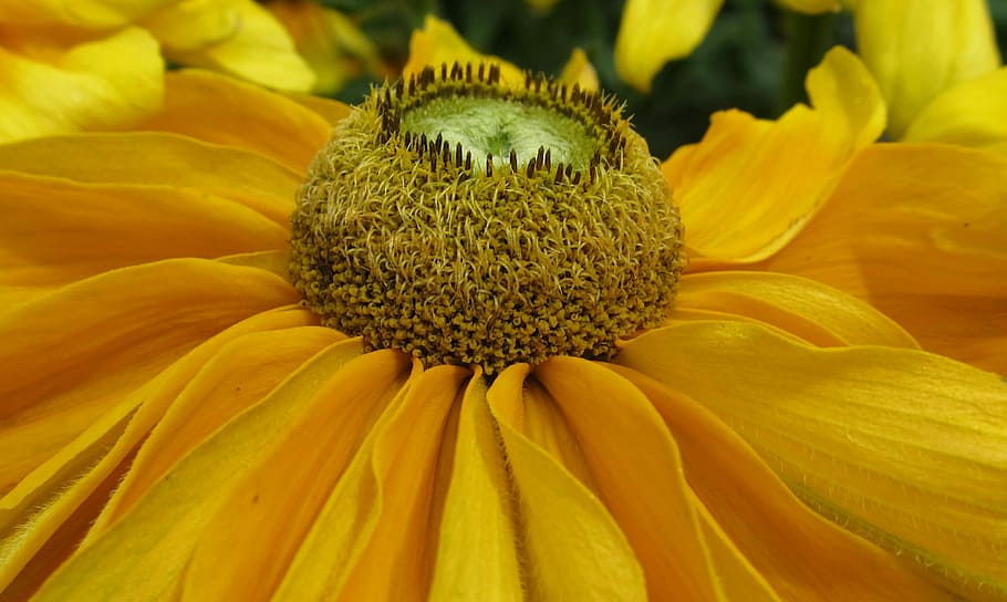 Blossom, Bloom, Yellow, Close, Macro, sun hat, flower, petal HD wallpaper