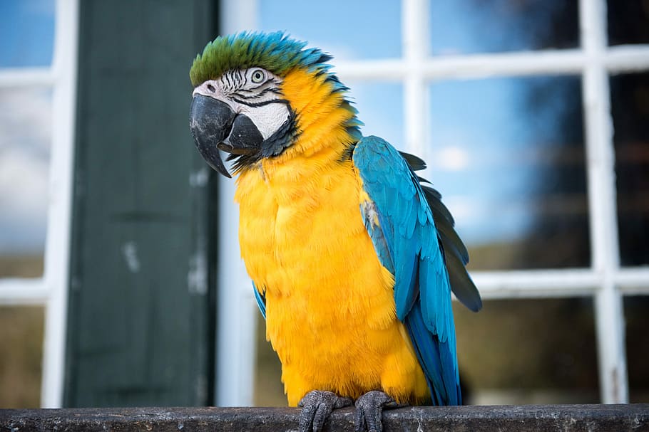 Brazilian Bird, yellow and blue parrot, colours, beak, feathers HD wallpaper