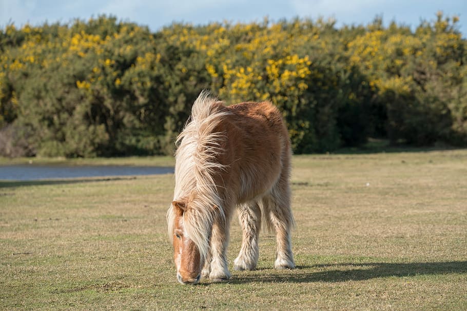 grass, nature, field, horse, pony, new forest, hampshire, countryside