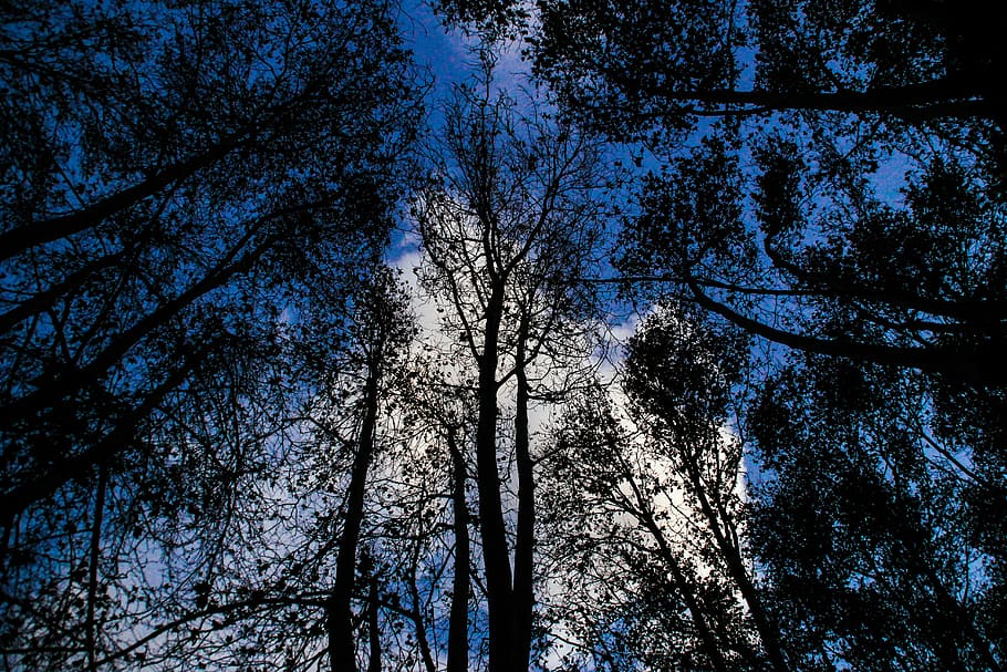 forest, tree, night, nature, trunk, wood, tree trunk, branches HD wallpaper