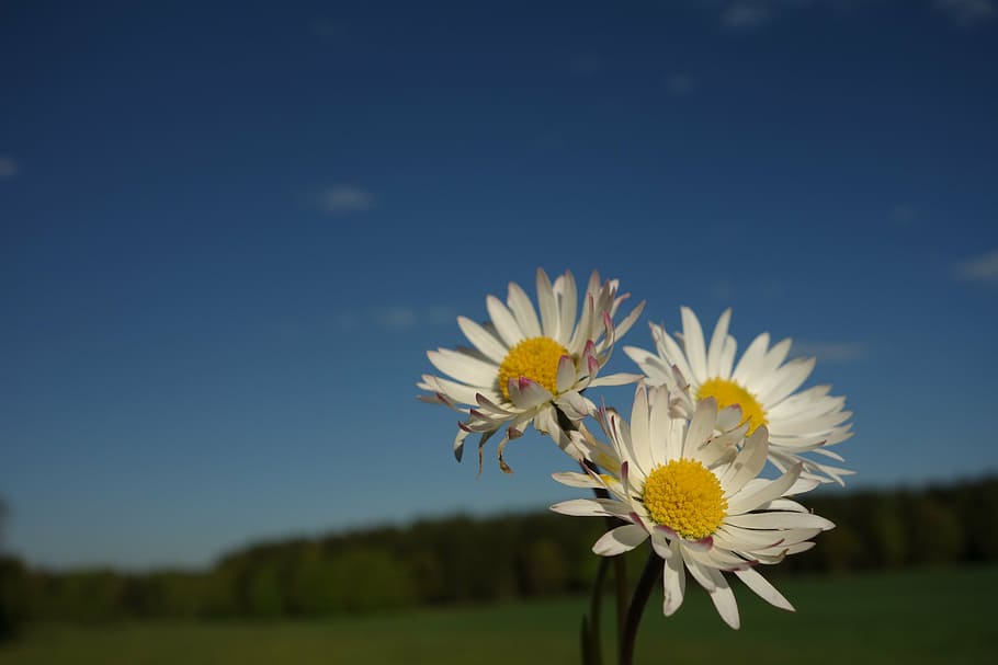 margin rides, flower, mage rites, spring, jewelry lilies, flowers HD wallpaper