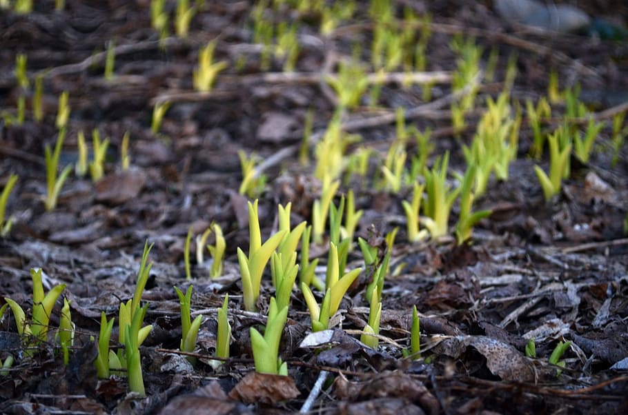 spring, plants, growth, background, forest, green, springtime HD wallpaper