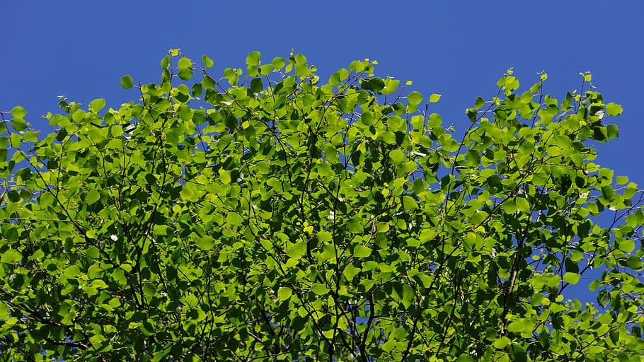 Birch, Midsummer, Tree, Finnish, midsummer tree, green color HD wallpaper