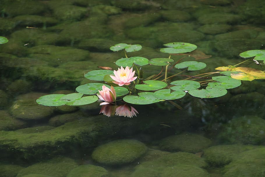 lotus, flower, plant, flowering plant, beauty in nature, growth HD wallpaper