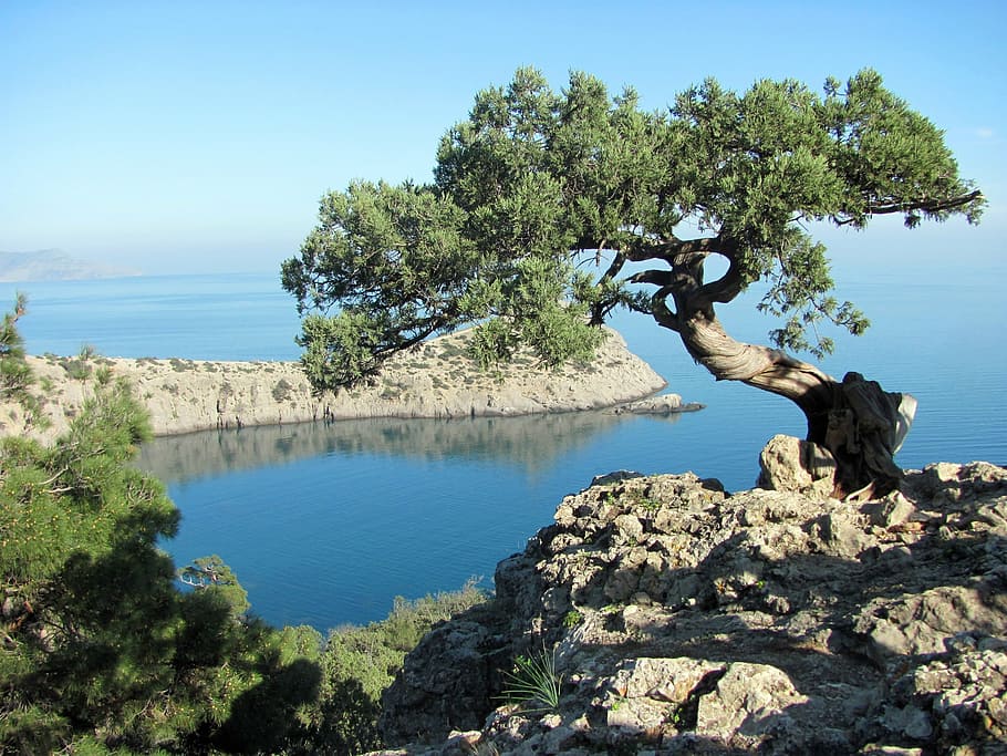 crimea, sea, tree, summer, black sea, cliff, nature, vacation HD wallpaper