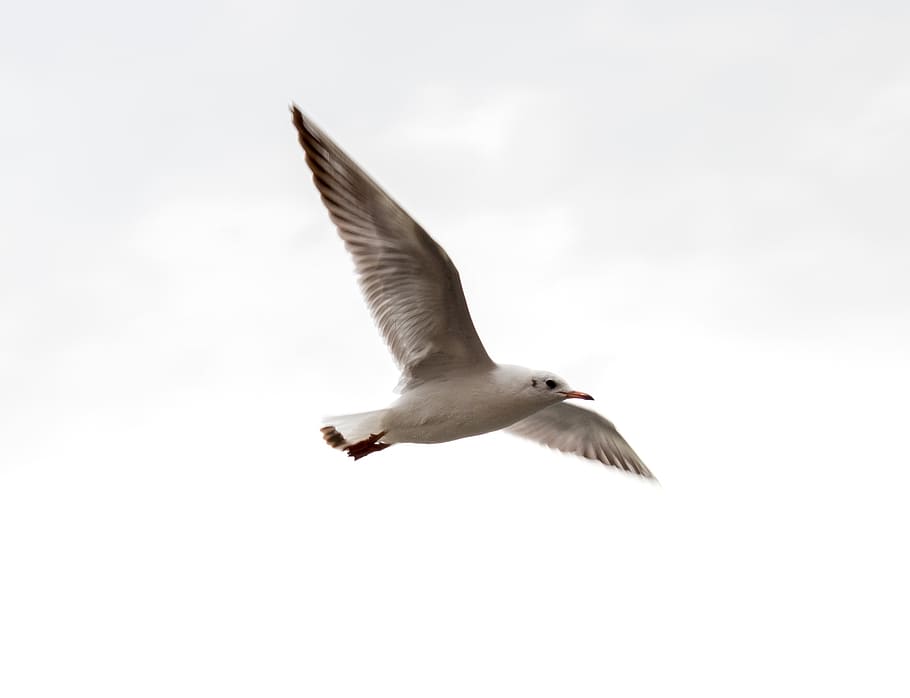 bird, photography, camera, seagull, flying, nature, animal HD wallpaper