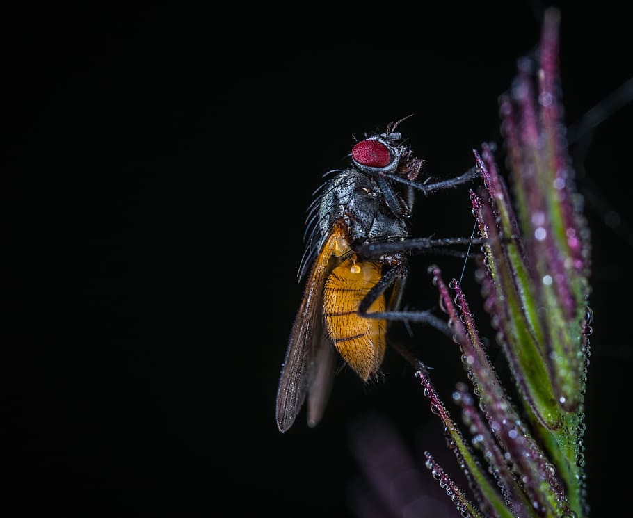 insect, fly, wing, animals, nature, macro, drops, rosa, one animal HD wallpaper