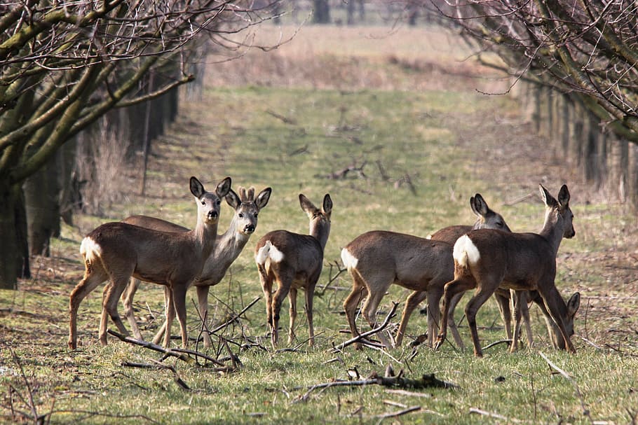 herd of deer between baretrees, roe deer, spring, nature, wild HD wallpaper