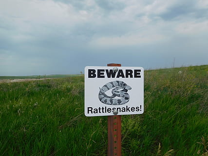Sign, Snakes, Beware, Nature, Reptile, wildlife, poison, pole HD wallpaper