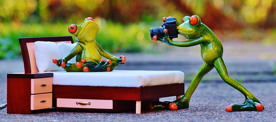 photographer, frog, photo shoot, funny, camera, animal, animal world, HD wallpaper