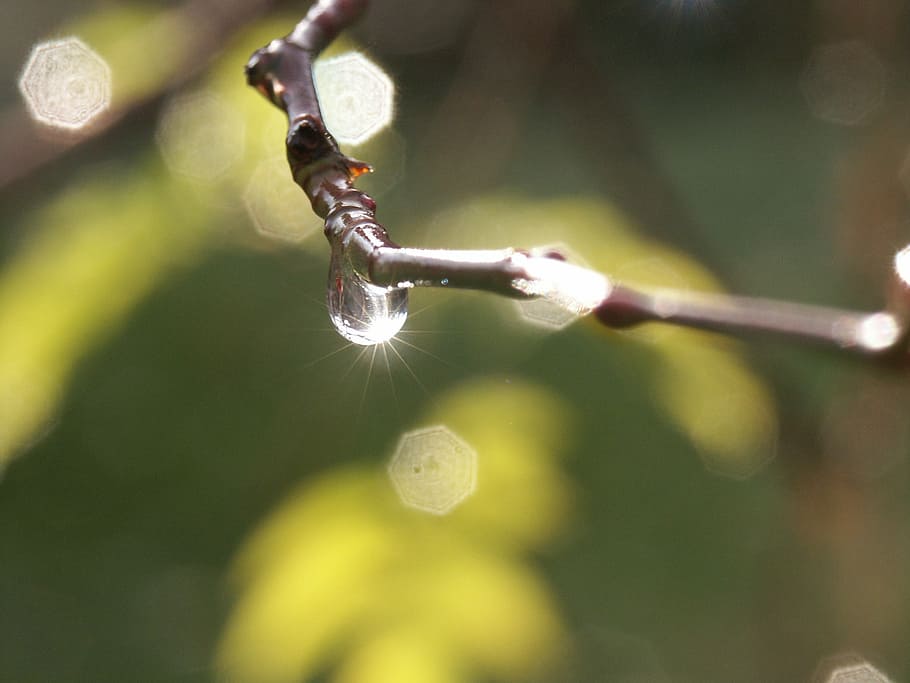 Rain, Drop, Branch, Nature, Reflection, water drop, sun, macro HD wallpaper