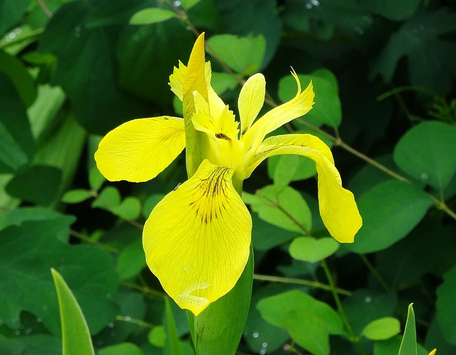 bog iris, flower, plant, yellow, nature, leaf, green Color HD wallpaper