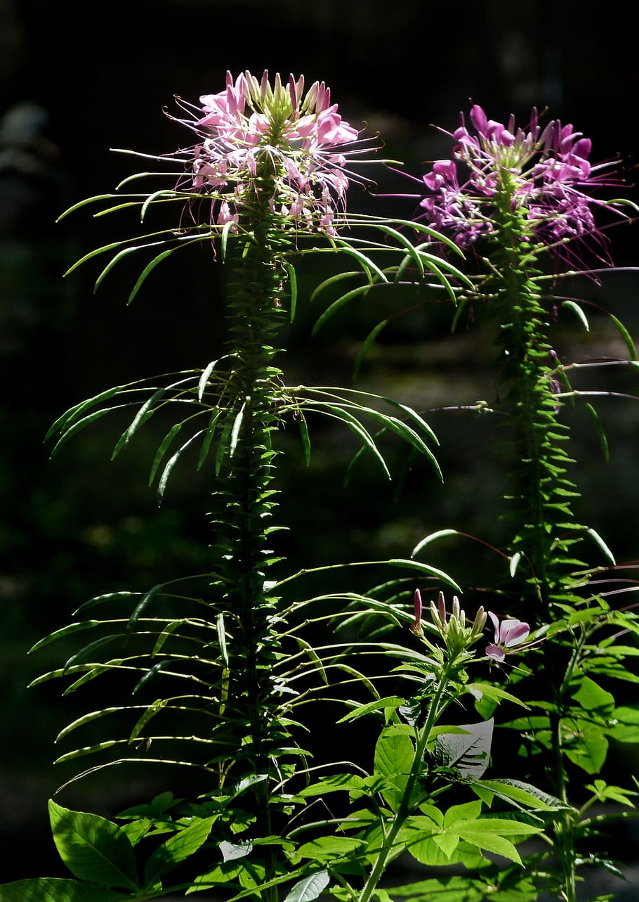 cleome, flower, flora, spider, blossom, hassleriana, purple HD wallpaper