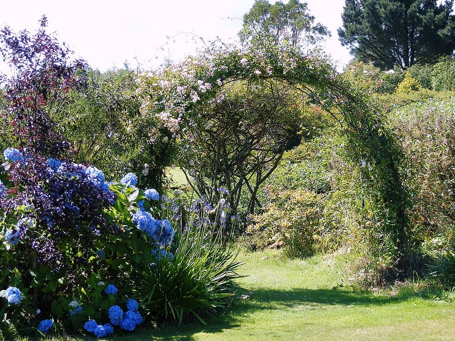 Hydrangea, Roses, Grass, Sunshine, arch, greenery, vegetation HD wallpaper