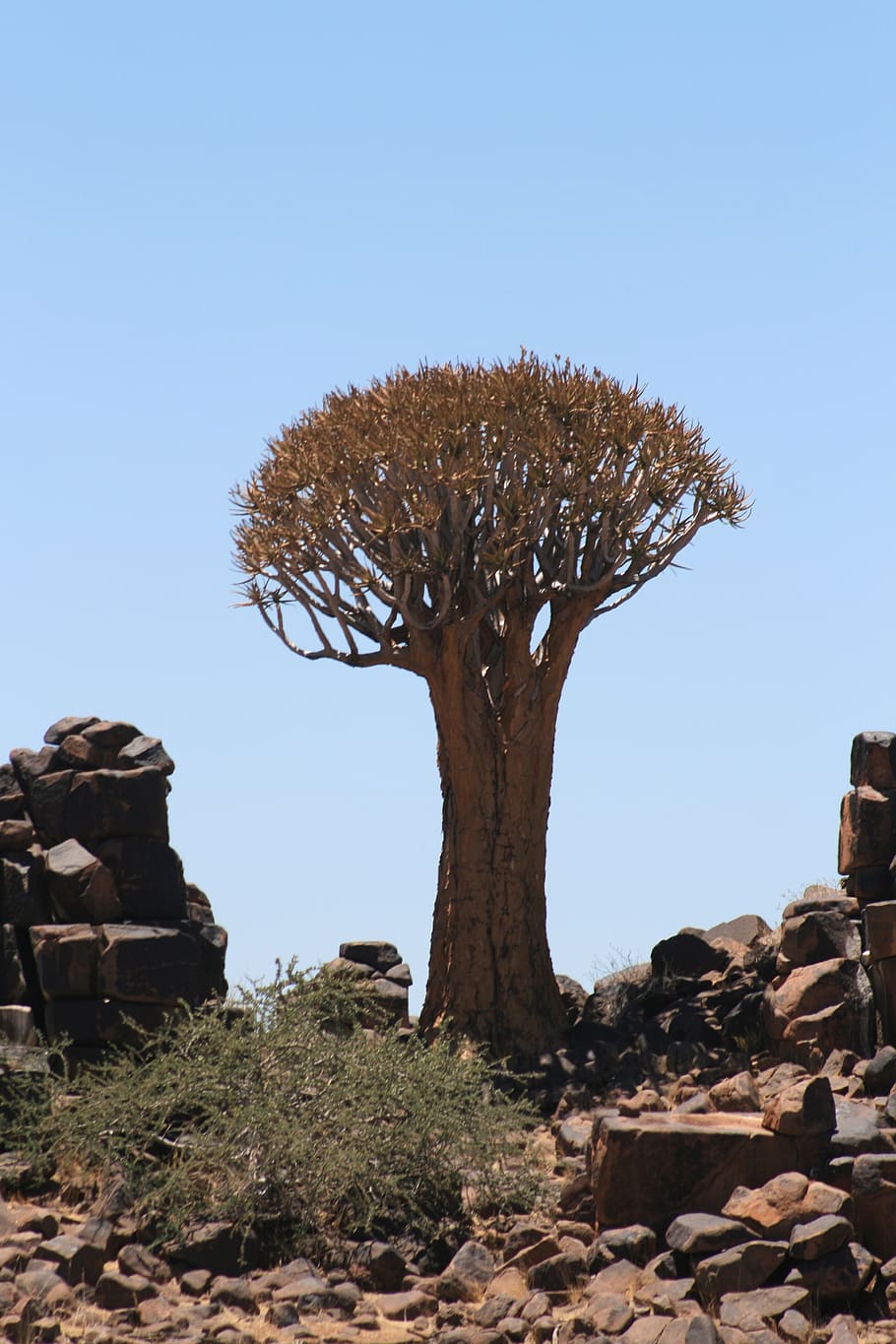 tree, namibia, landscape, sky, plant, nature, clear sky, day HD wallpaper