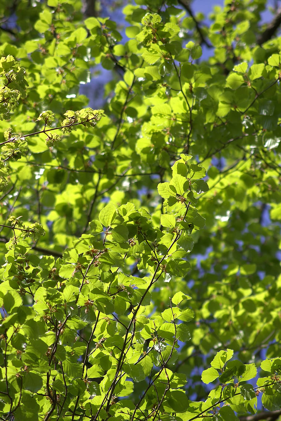 leaves, green, spring, fresh, backlighting, shining, growth HD wallpaper