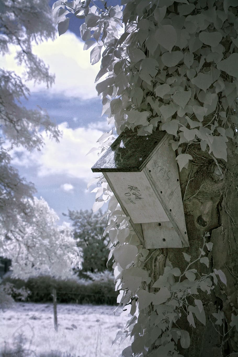 infrared, tree, nature, landscape, sky, surreal, white, blue HD wallpaper