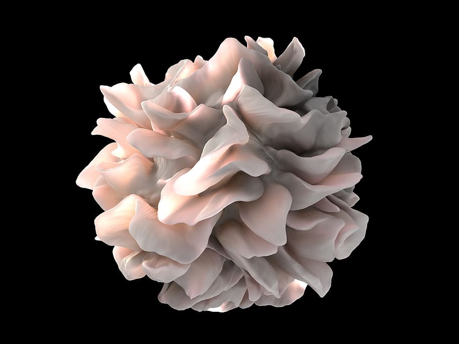white flower decor macro photography, dentritic cell, human HD wallpaper